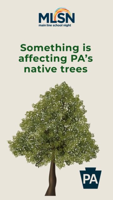 Something is affecting our native PA trees and it’s already showing up in our neighborhoods. Beech Leaf Disease is spreading across our area, impacting the health of one of our most important native trees. You may have already seen the signs without knowing what to look for.

Join us for a FREE class with our partners at Shreiner Tree Care to learn how to identify the disease early, understand what’s happening, and what you can do to help protect and preserve your trees. Click https://bit.ly/3PIqmJr to reserve your spot!

Beech Trees Under 
📅 Saturday, April 18
📍 Creutzburg Center
🥂 Light bites included
•
•
•
#mainlineschoolnight #lifelonglearning #BeechLeafDisease #MainlinePa #RadnorPA