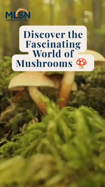 🍄 Discover the fascinating world of mushrooms with MLSN this summer!

Whether you’re interested in the science behind fungi, delicious mushroom-inspired recipes, or a behind-the-scenes visit to Pennsylvania’s Mushroom Capital, we have a mushroom experience for you.

From environmental stewardship and wellness benefits to culinary creativity and mushroom farming, you’ll gain a whole new appreciation for these remarkable organisms.

Visit MainLineSchoolNight.org to reserve your seat today!
•
•
•
#MainLineSchoolNight #LifelongLearning #Mushrooms #KennettSquare #MainLinePA
